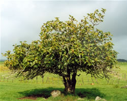 photo of fig tree in old orchard will send by mail