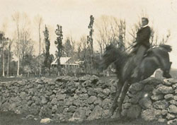 photo of fig tree in old orchard will send by mail