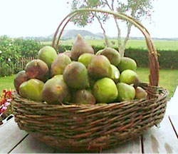 photo of fig tree in old orchard will send by mail
